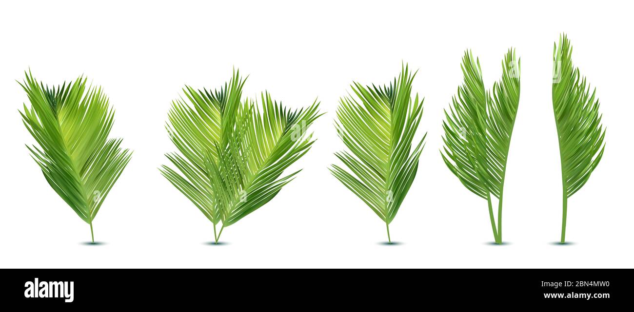 Tropical exotic leaf from different angles. Realistic palm leaves on white background. Icon set. 3d illustration. Stock Photo