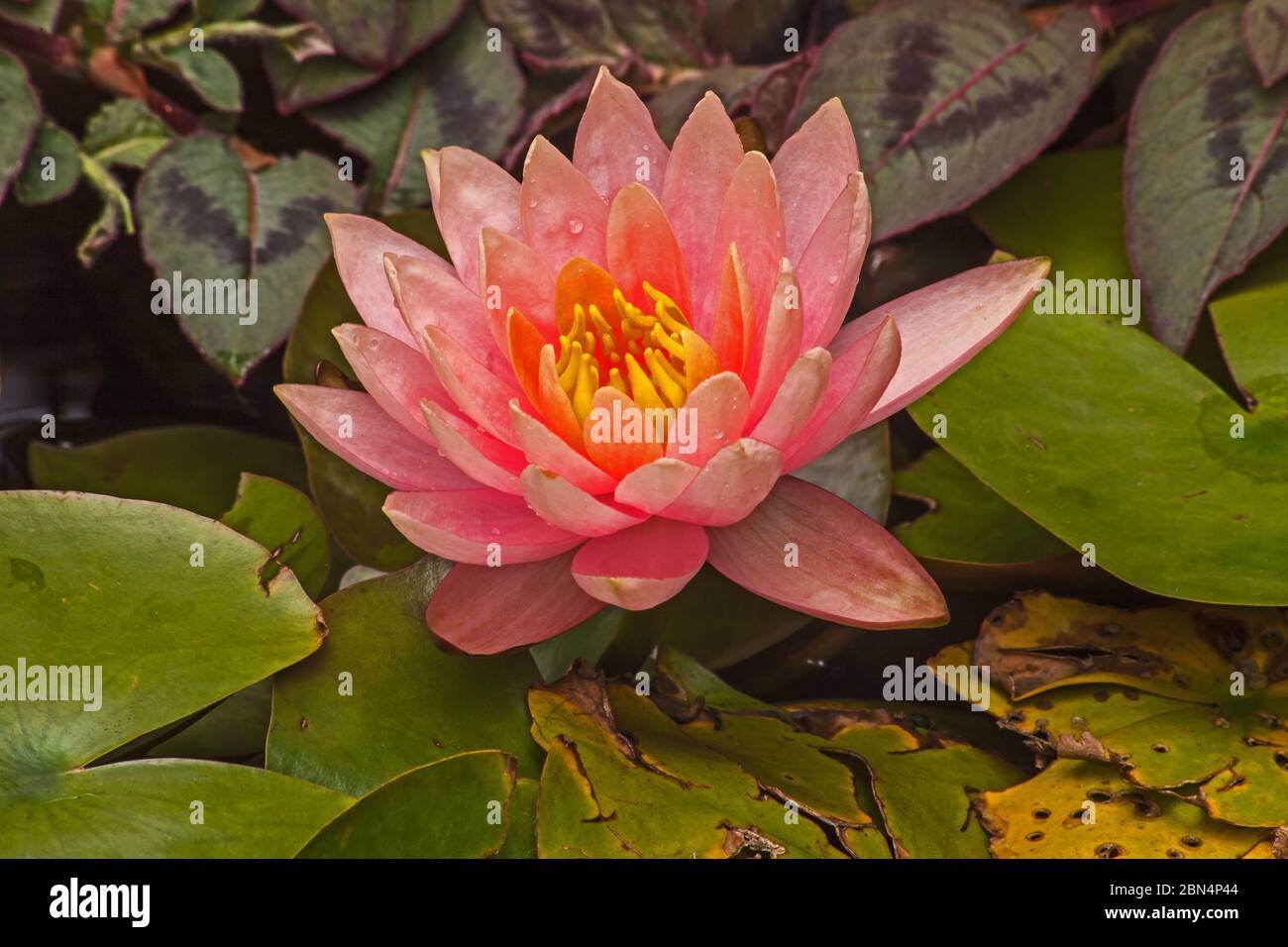 Water lily nymphaea caerulea hi-res stock photography and images - Alamy