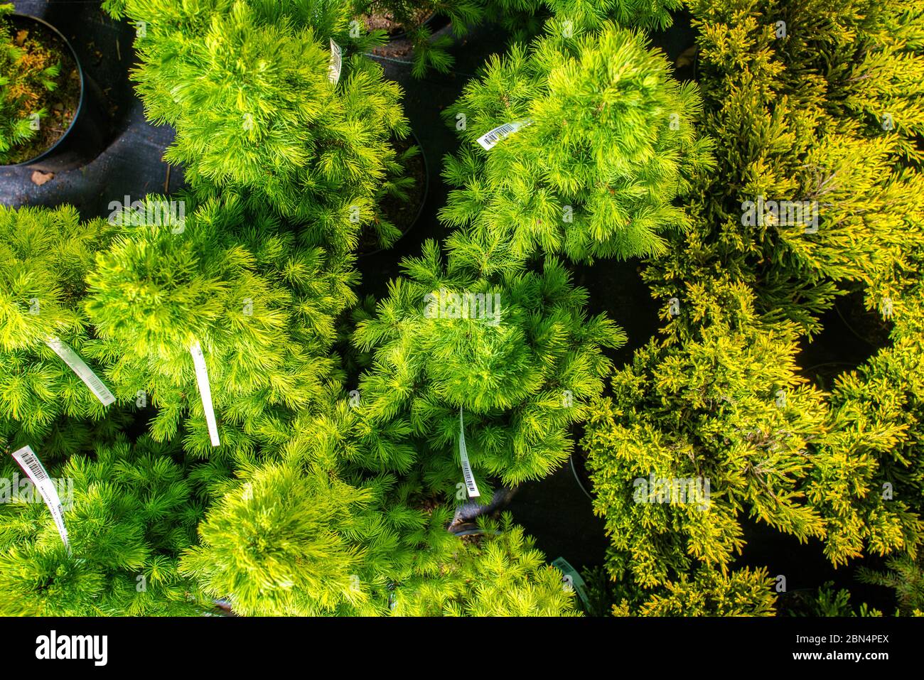 Close Up View From Above Of Variety Of Evergreen Small Trees In Pots At Gardent Center. Stock Photo