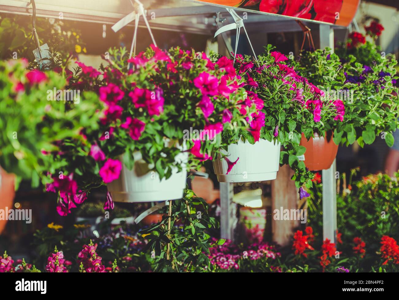 Close Up Of Bright Colored Flowers In Pots Hanging In Rows In Greenhouse Of Home Improvement Store. Stock Photo