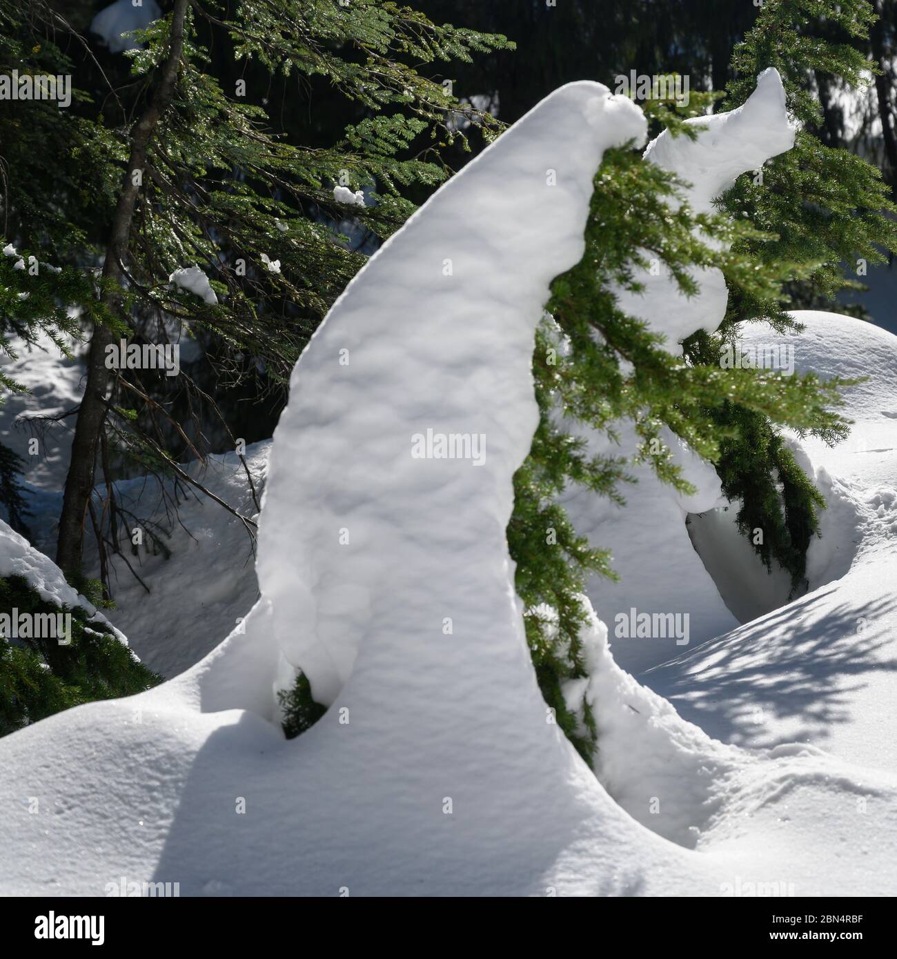 Snow Drift in snow covered forest, Dog Mountain Snowshoe Trail, Mount