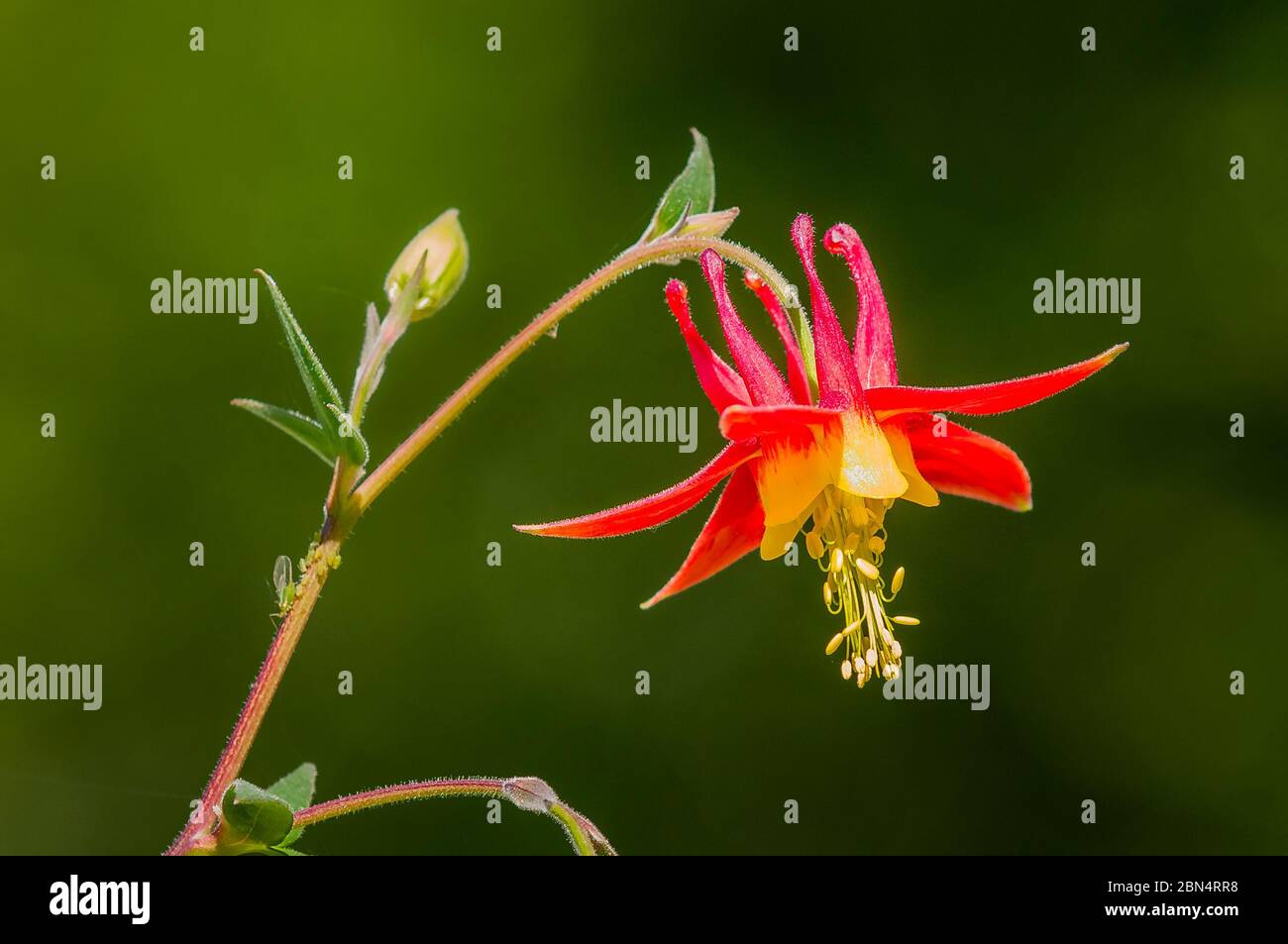 Aquilegia formosa, Western Columbine, wildflower Stock Photo