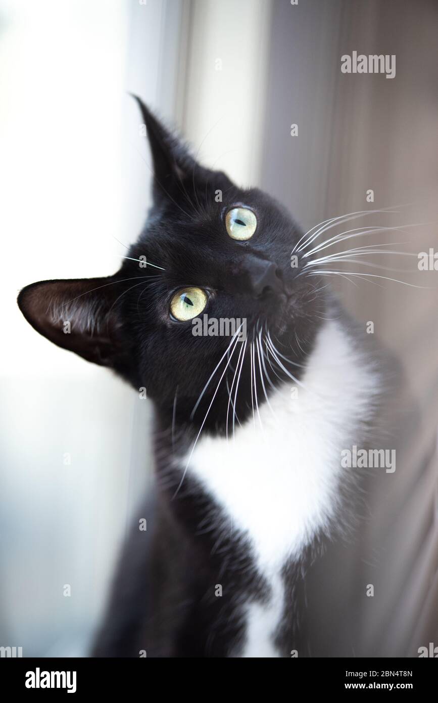 Tuxedo Cat in the house Stock Photo - Alamy