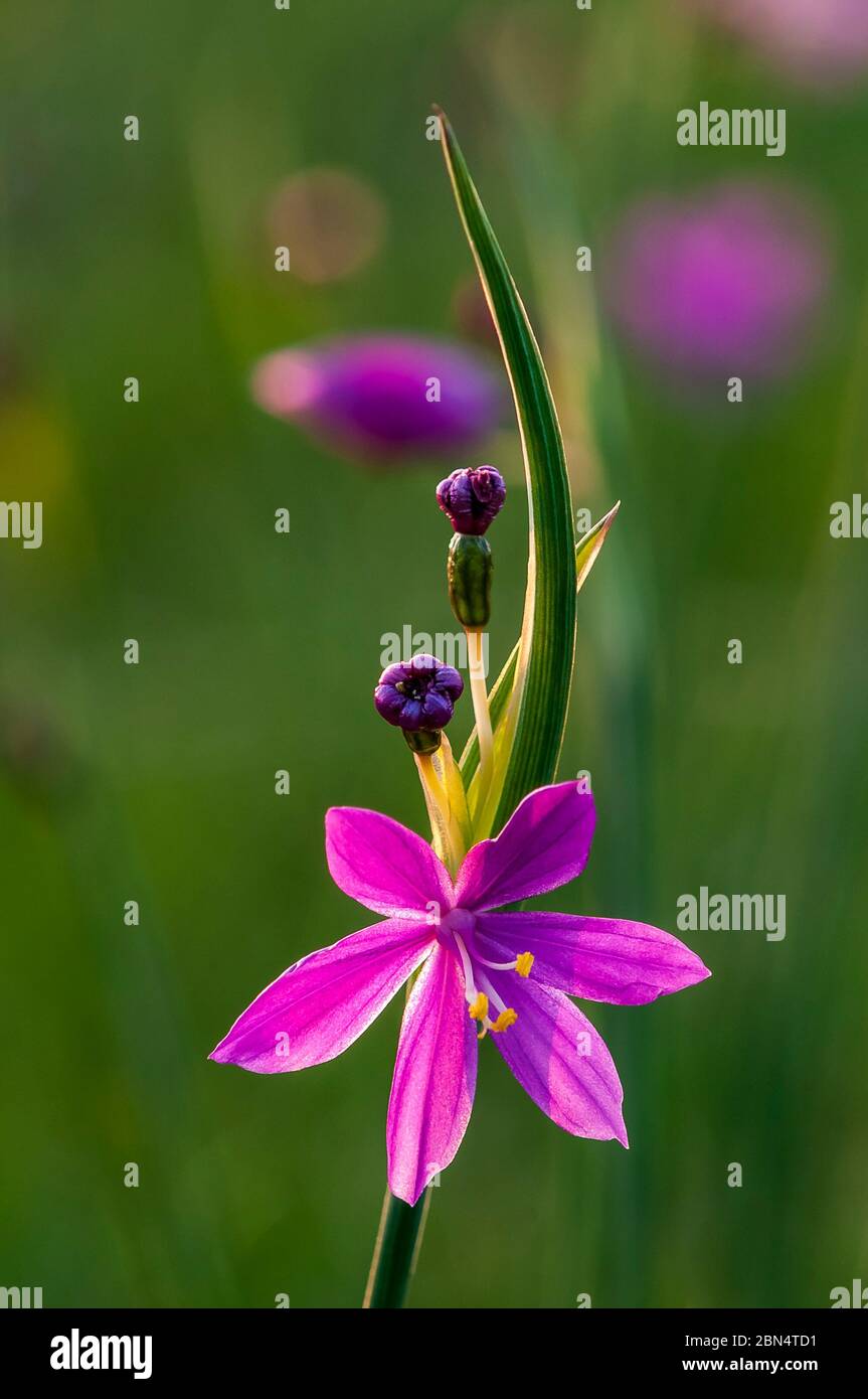 Satinflower hi-res stock photography and images - Alamy