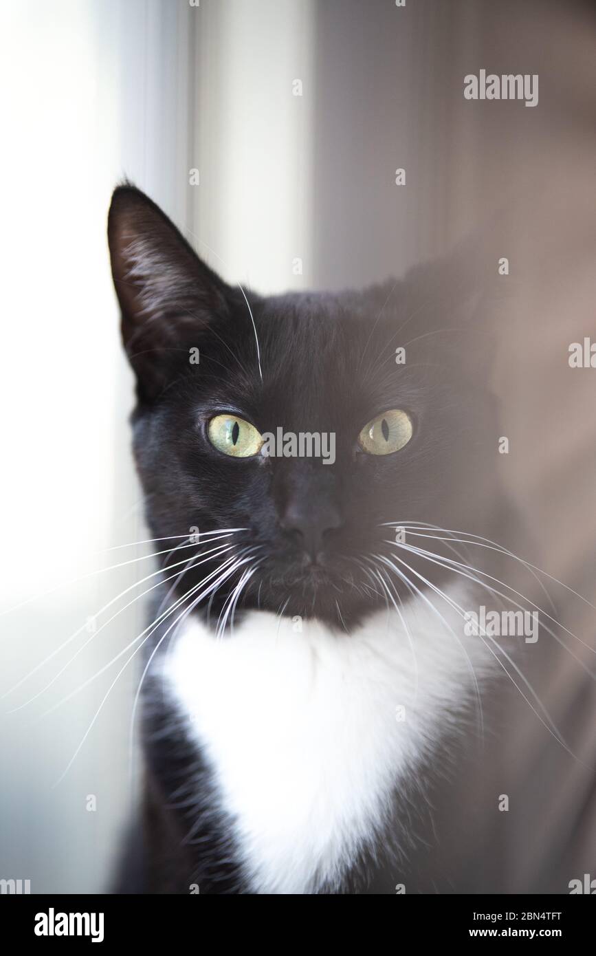 Tuxedo Cat in the house Stock Photo - Alamy