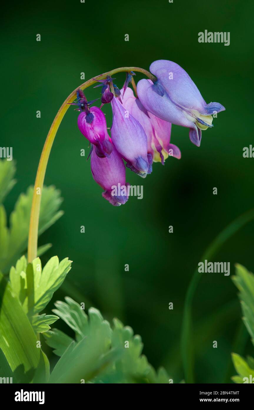 Bleeding heart, Dicentra uniflora, Olympic National Park, Washibgton