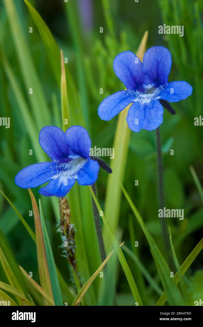 Common butterwort, Pinguicula vulgaris, Olympic National Park