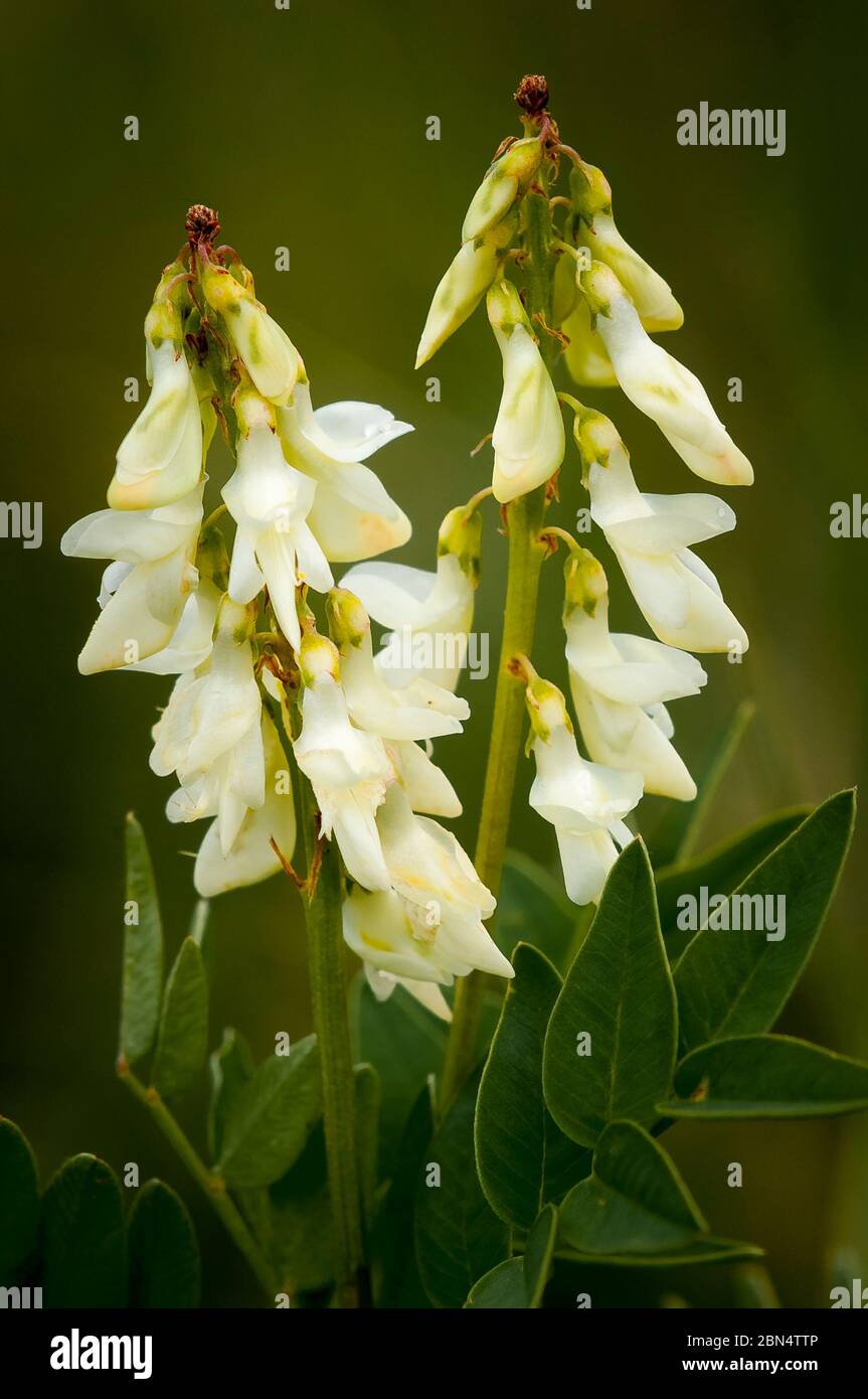 Yellow sweet vetch, Hedysarum sulphurescens, Bow Valley Provincial Park, Alberta Stock Photo