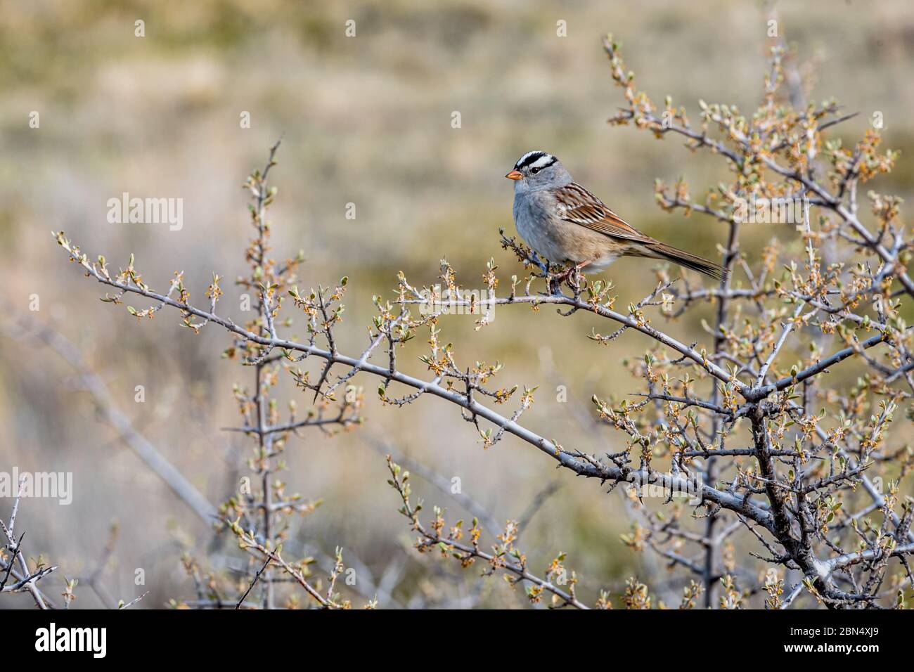 A white-crowned sparrow perched on a budding tree branch Stock Photo