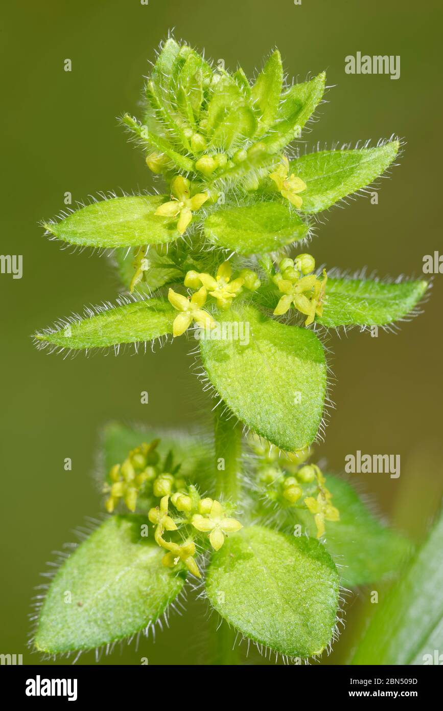 Crosswort - Cruciata laevipes Calcareous Grassland Wild Flower Stock Photo
