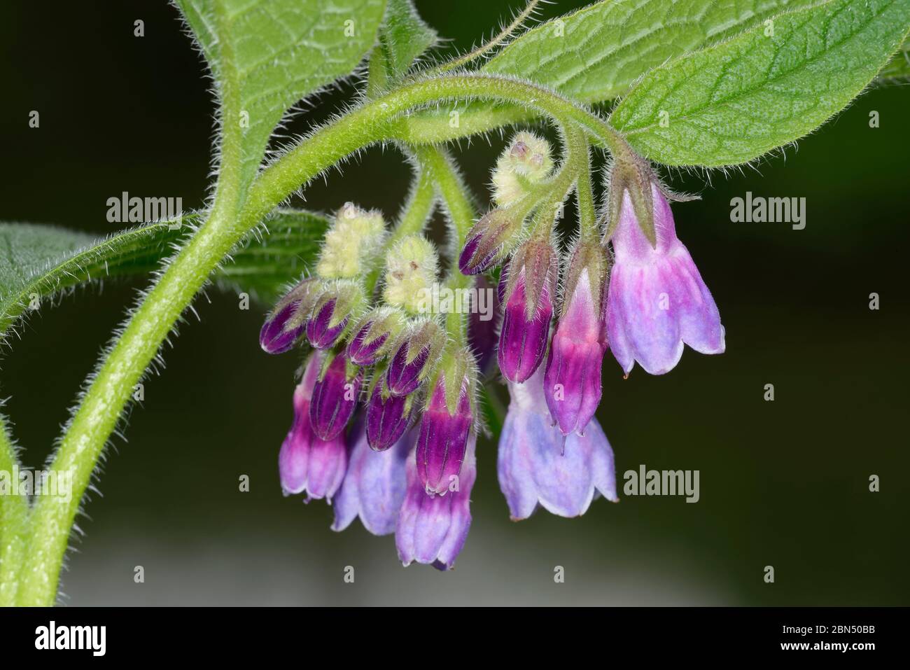 Russian Comfrey - Symphytum x uplandicum  Closeup of coiled flowers Stock Photo