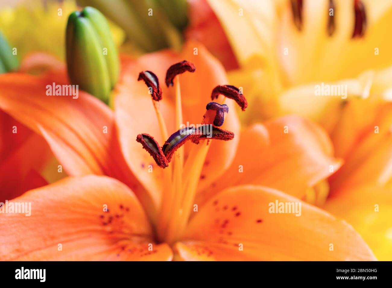 Close up view of the center of an orange lily.  Additional lillies blurred in the background. Stock Photo