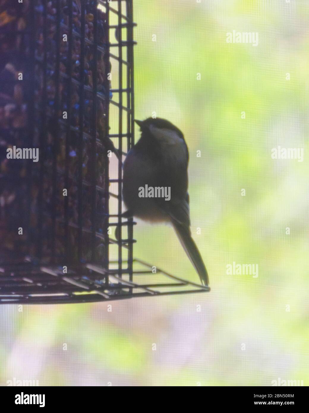A black-capped chickadee perches on the side of a suet feeder.  Background blurred. Stock Photo