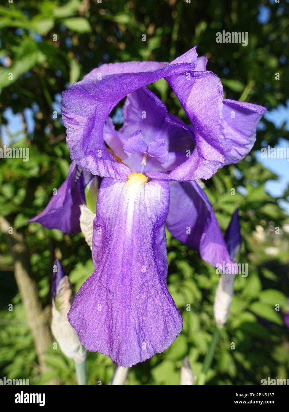 Deutsche schwertlilie hires stock photography and images Alamy