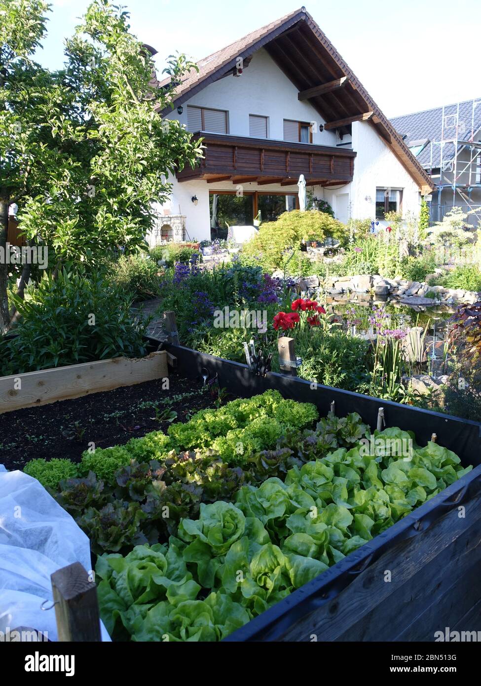 verschiedene Salatpflanzen im Hochbeet im Garten eines Einfamilienhauses Stock Photo