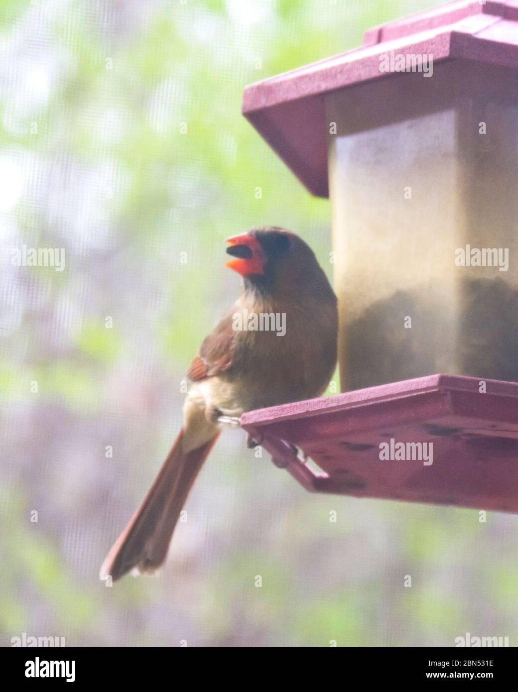 A female cardinal perched at a bird feeder in the spring.  Eating a sunflower seed.  Background blurred. Stock Photo