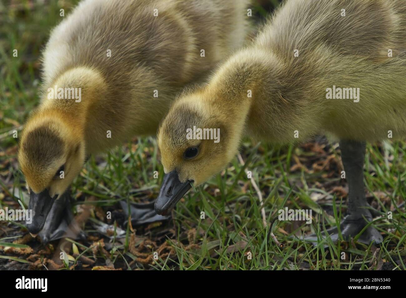 Spring goslings feeling in the grass Stock Photo