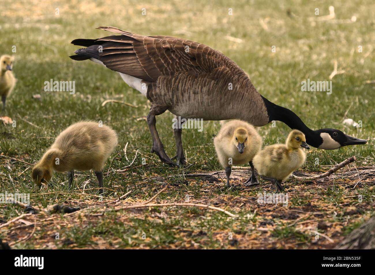 Spring goslings feeling in the grass Stock Photo