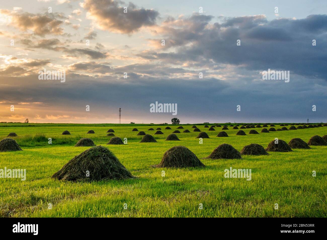 Summer field after harvest Stock Photo - Alamy