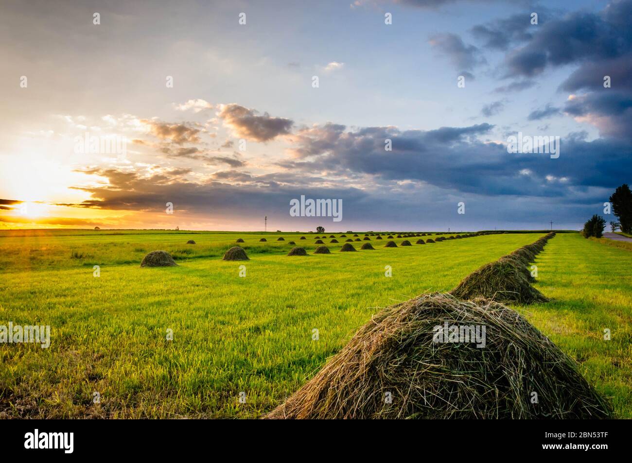 Summer field after harvest Stock Photo - Alamy