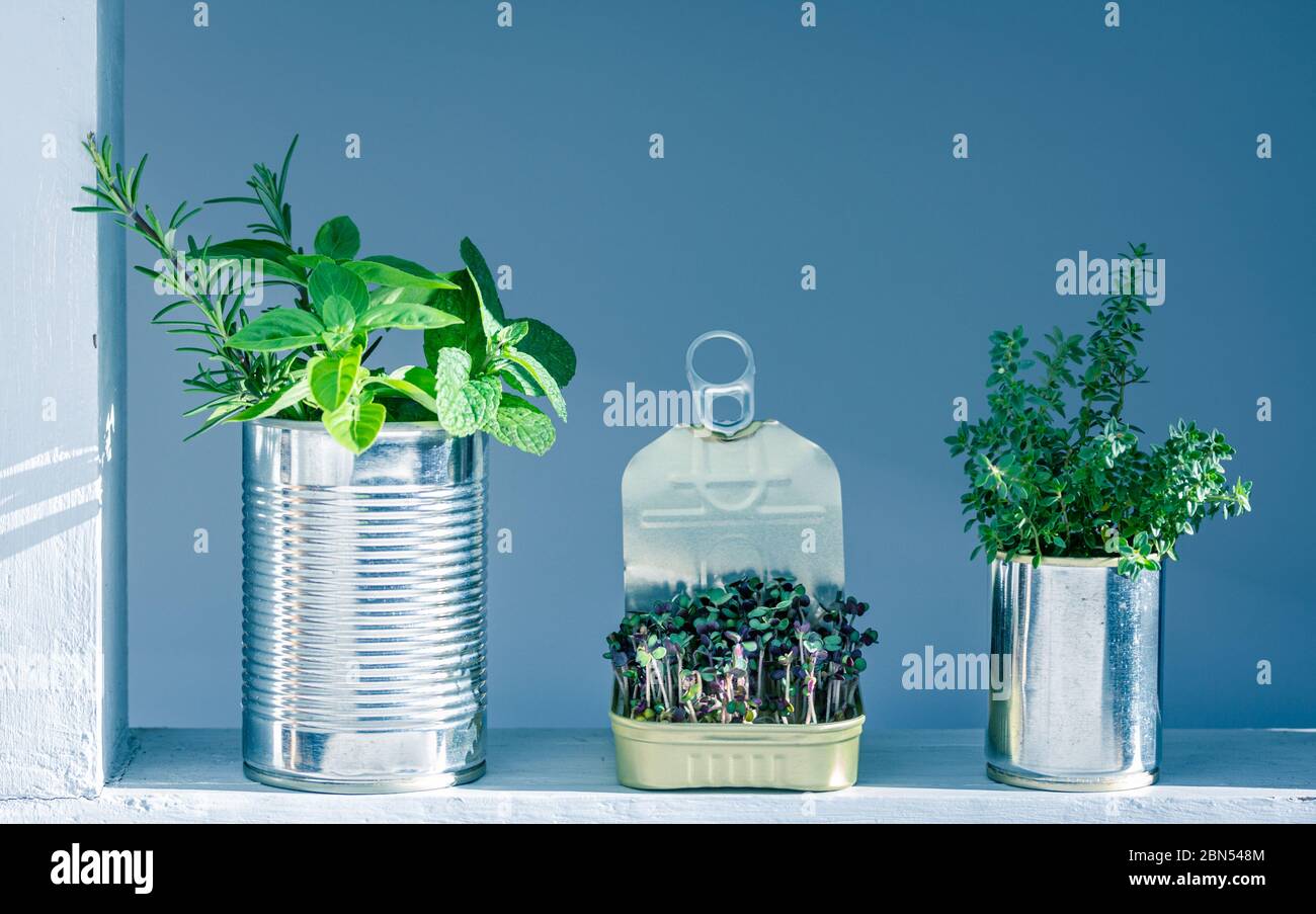 Sardine tin hires stock photography and images Alamy