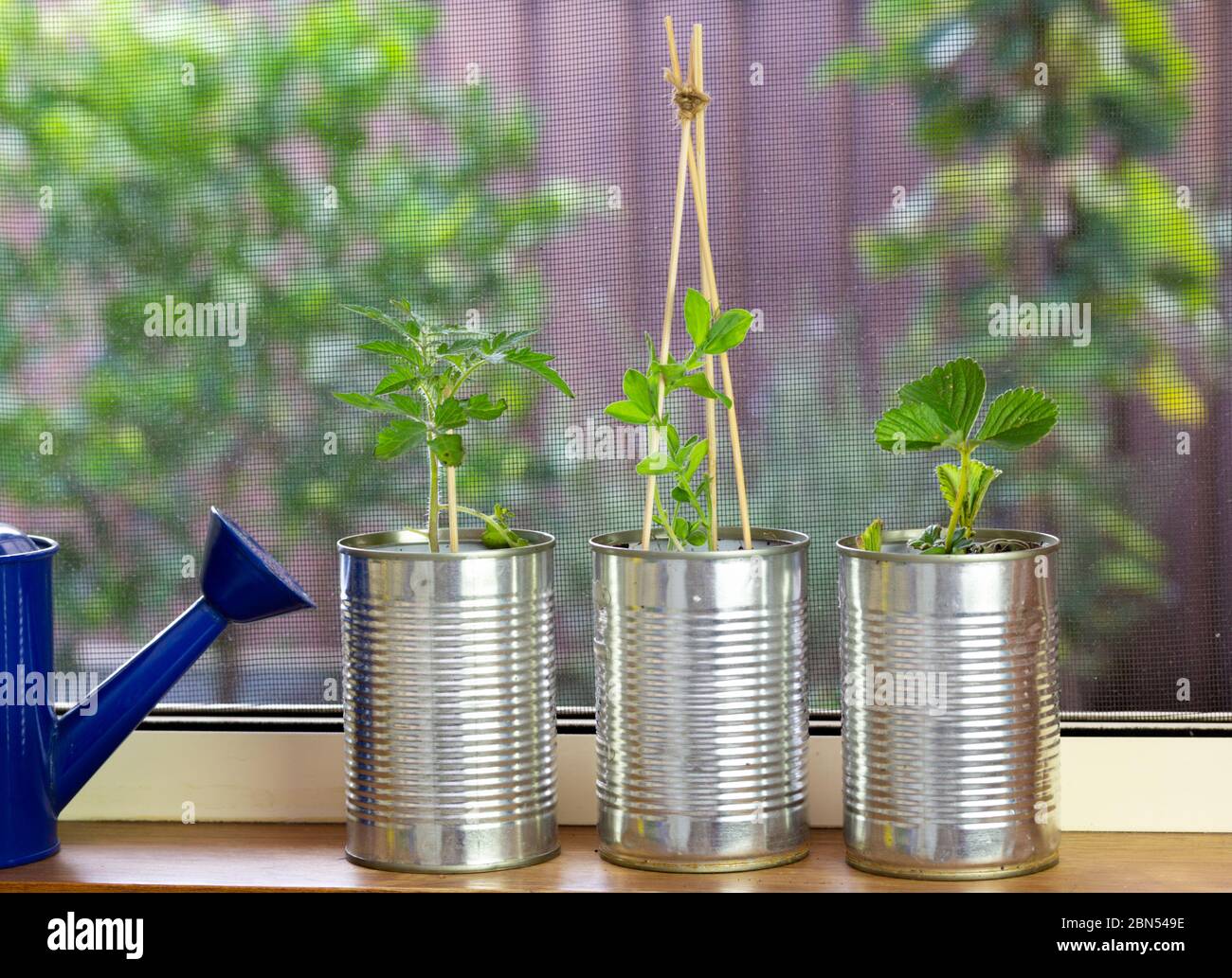 vegetable seedlings growing in reuse tin cans on window ledge. Self