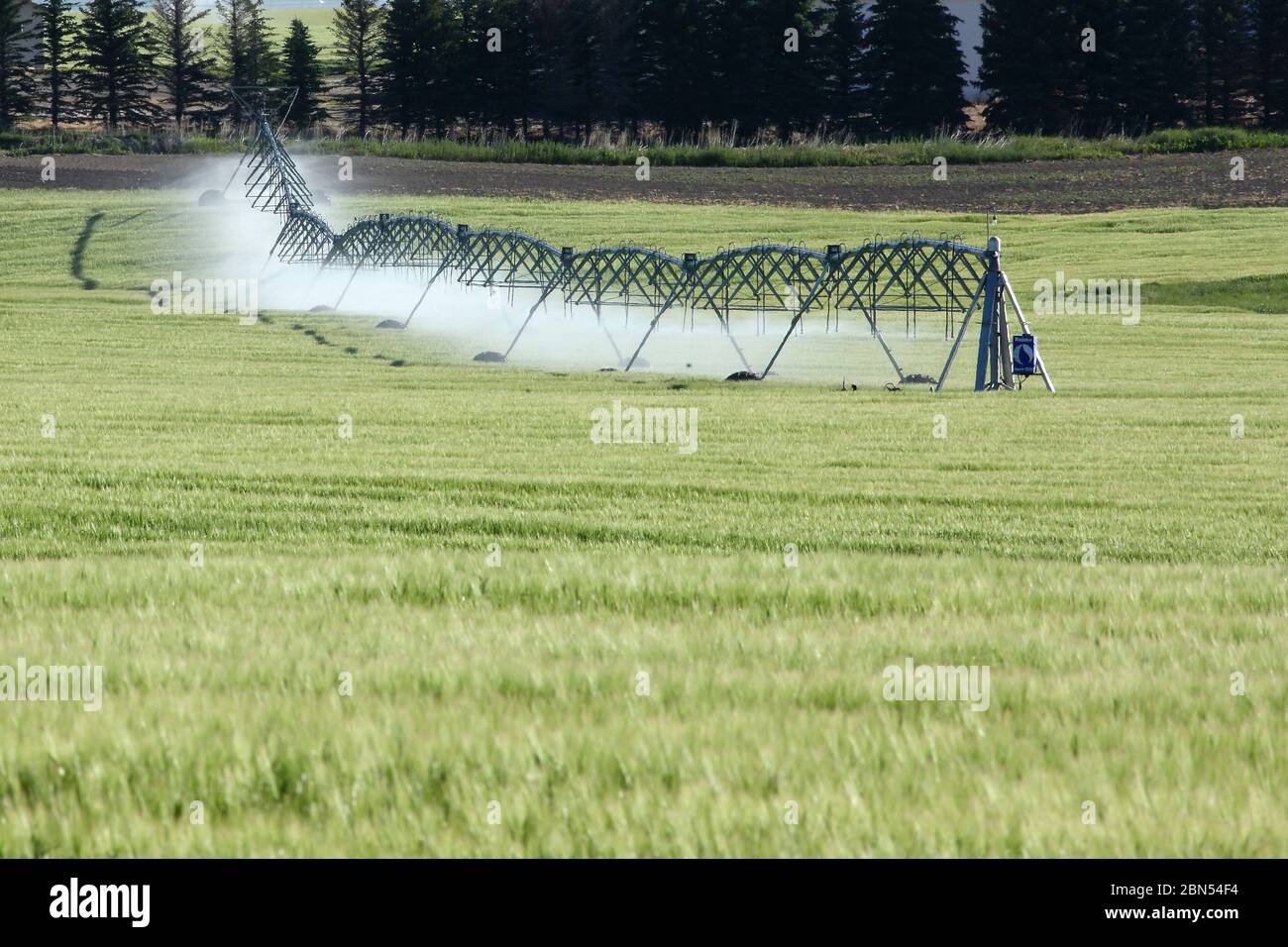 An agricultural center pivot sprinkler used to irrigate a barley field in the fertile farm fields of Idaho. Stock Photo