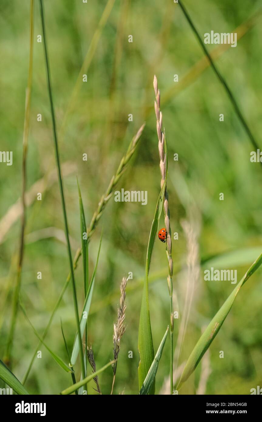 ladybug on a beautiful flower on a green background in the grass Stock Photo