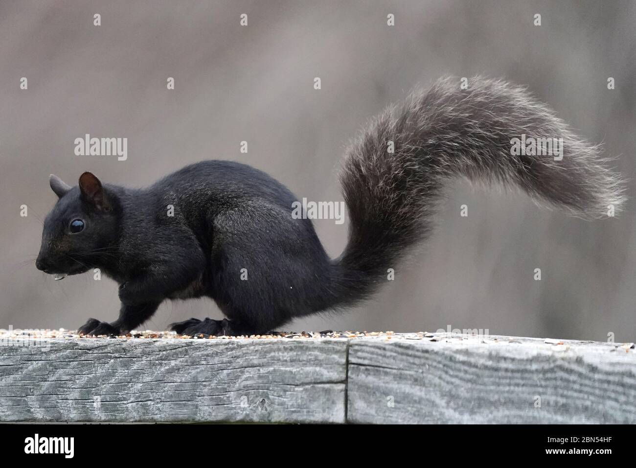 Grey and Black Squirrels Stock Photo