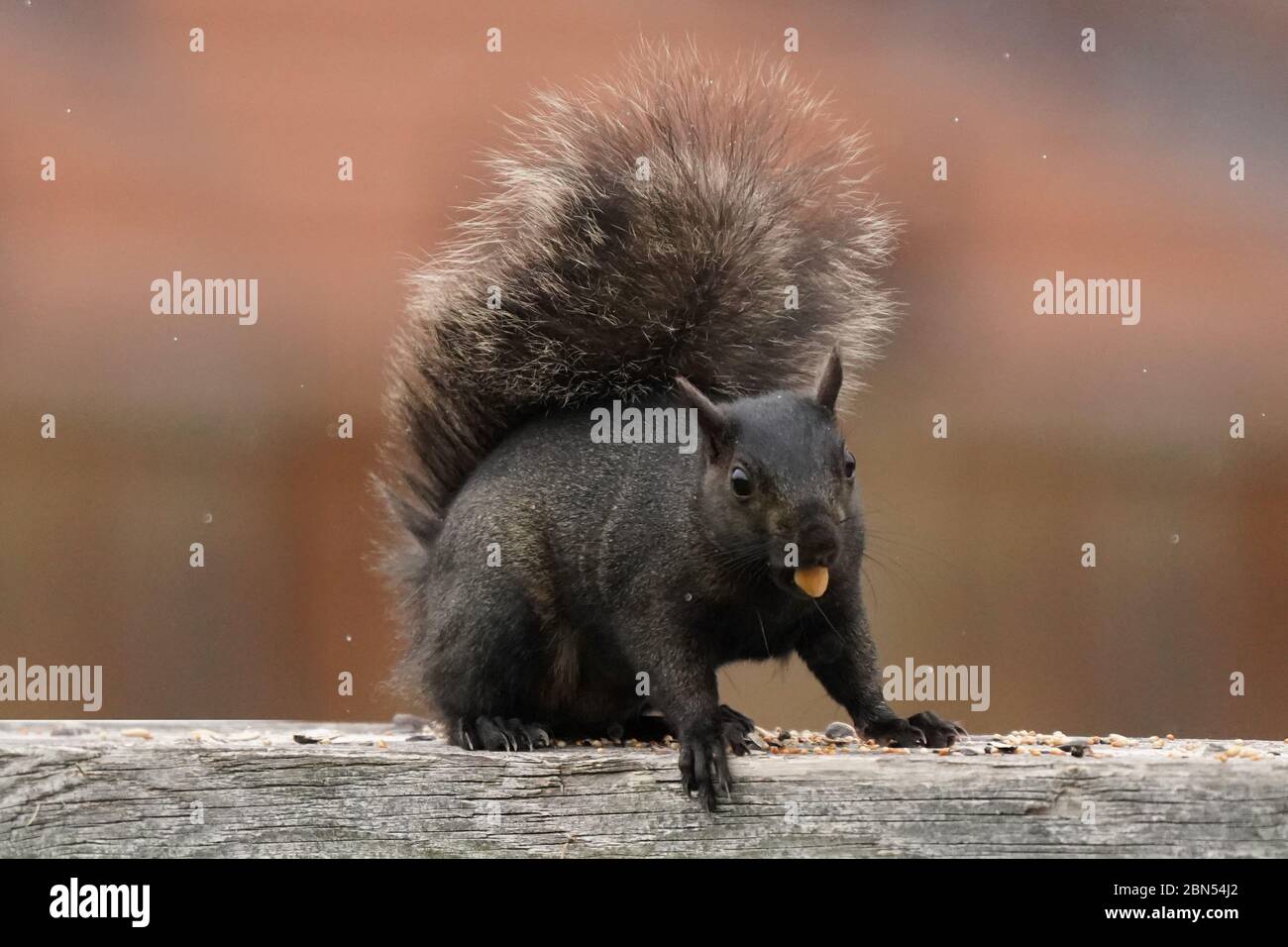 Grey and Black Squirrels Stock Photo