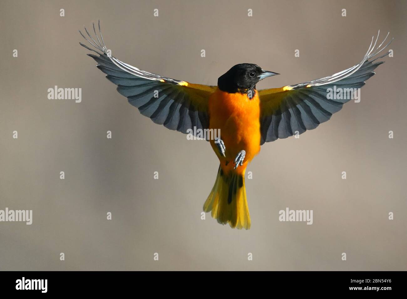 Baltimore Oriole Male in flight Stock Photo