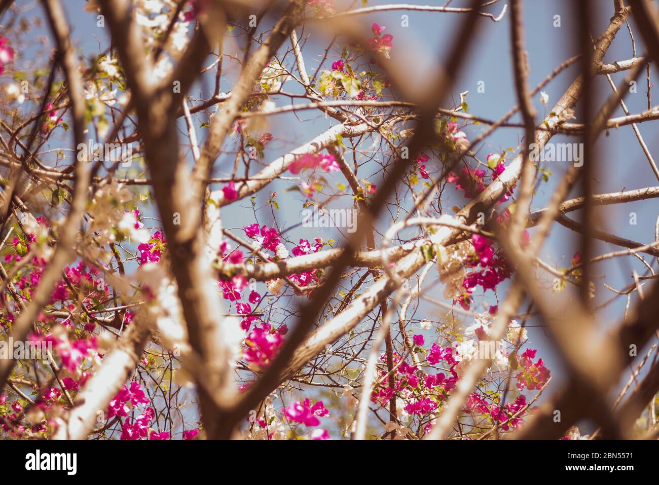 This tree is named Maquilishuat, it is the National Tree of El Salvador