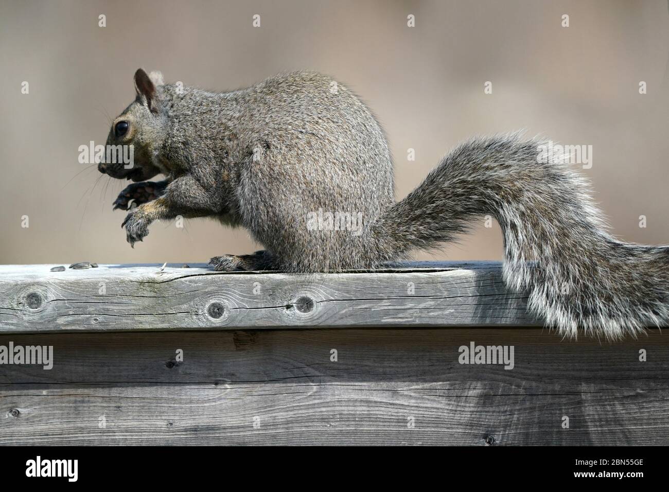 Pressure treated lumber hires stock photography and images Alamy