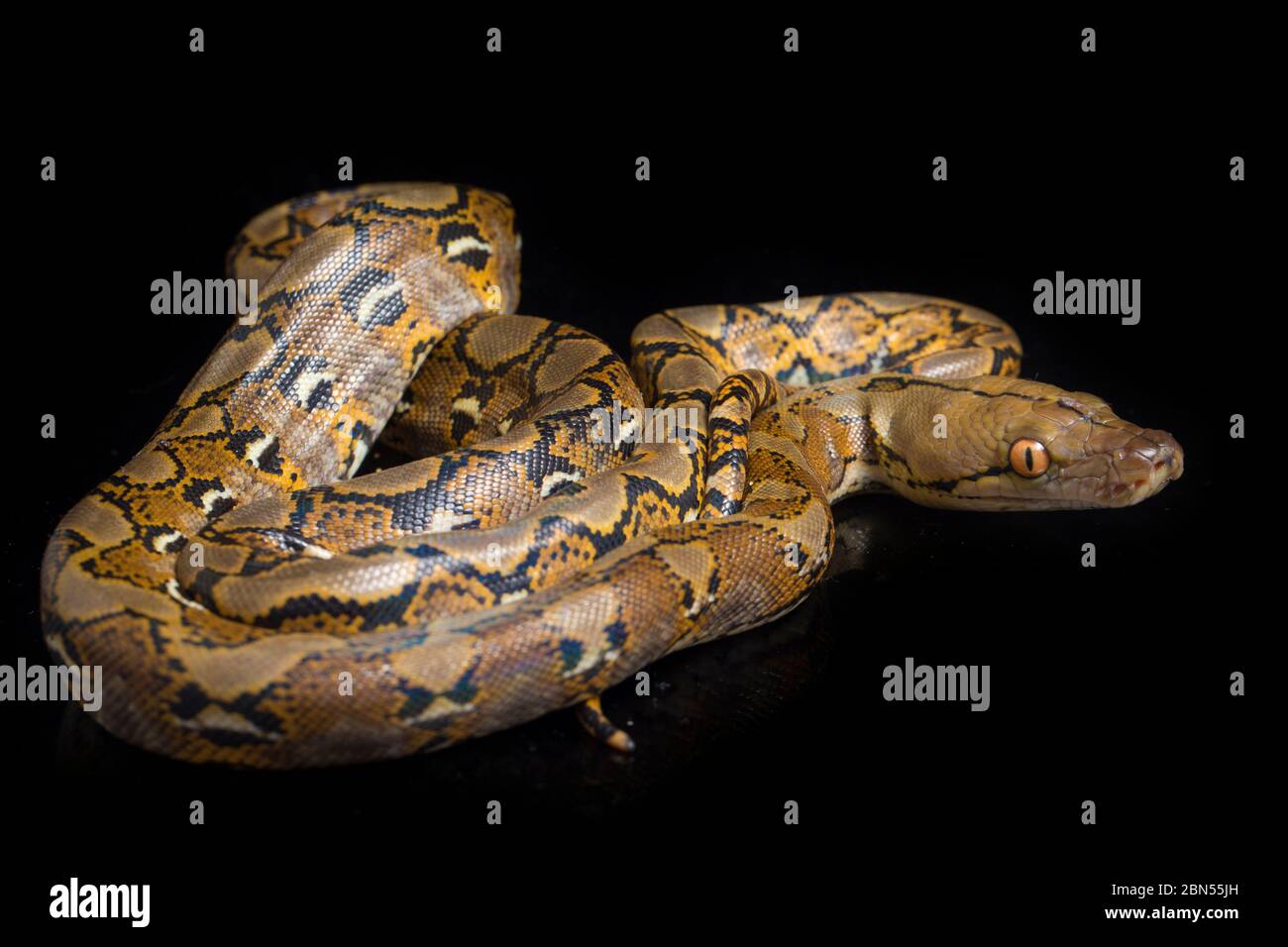Reticulated Python (Python reticulatus) isolated on black background ...