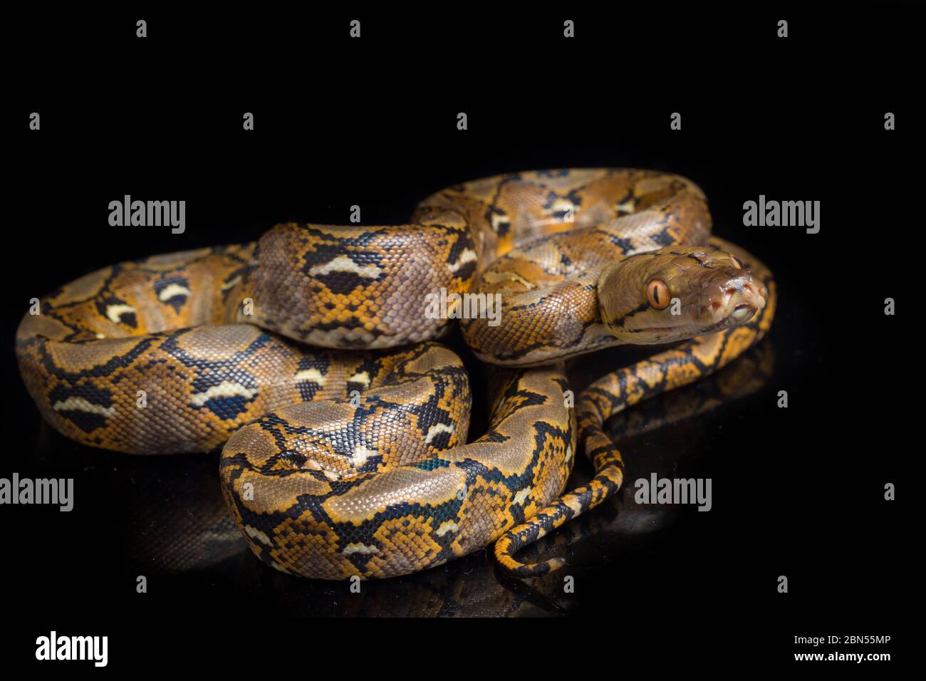 Reticulated Python (Python reticulatus) isolated on black background ...