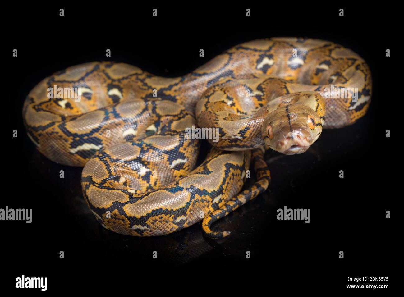Reticulated Python (Python reticulatus) isolated on black background ...