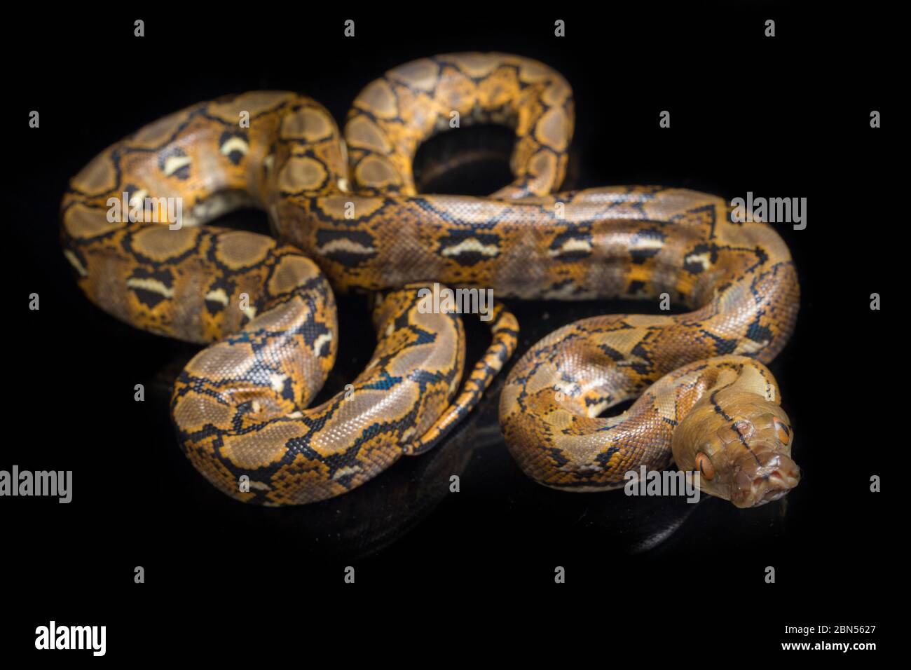 Reticulated Python (Python reticulatus) isolated on black background ...