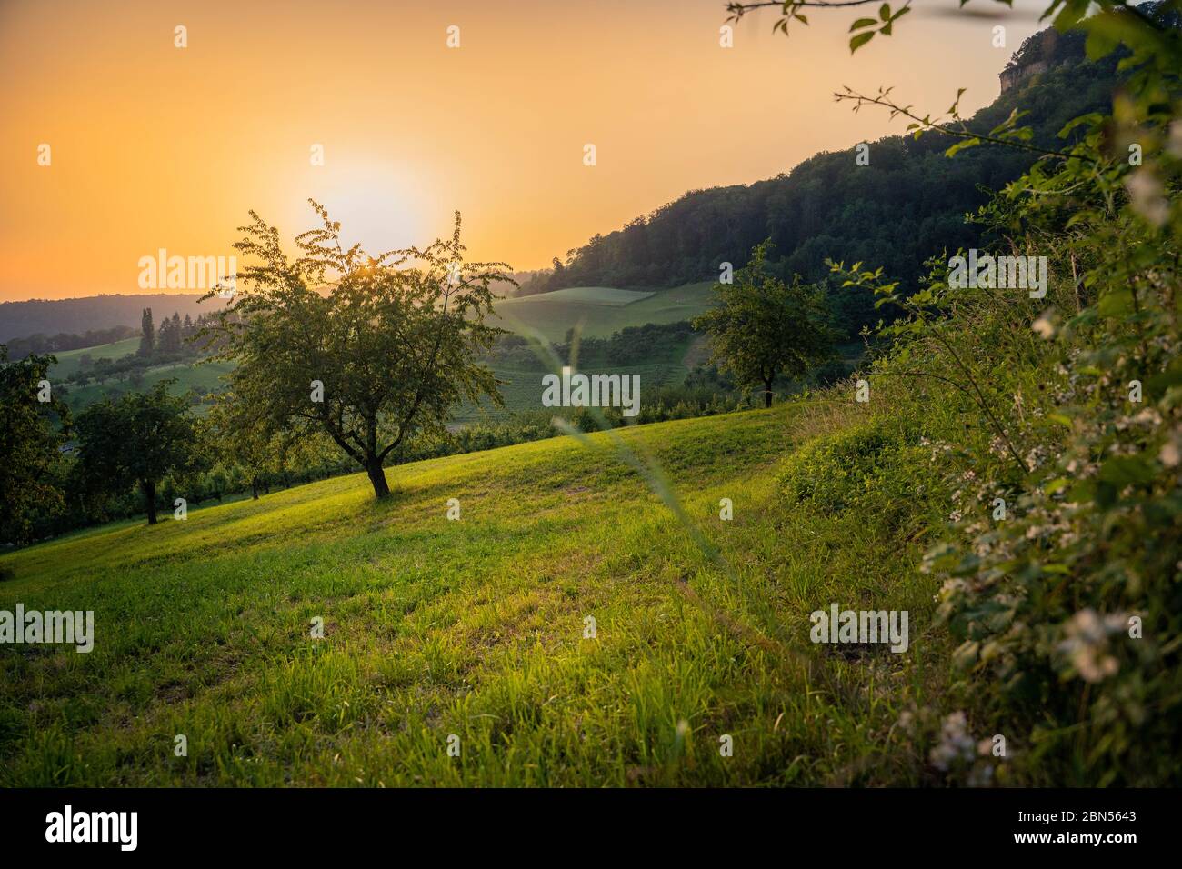 Pear organic tree field hi-res stock photography and images - Alamy