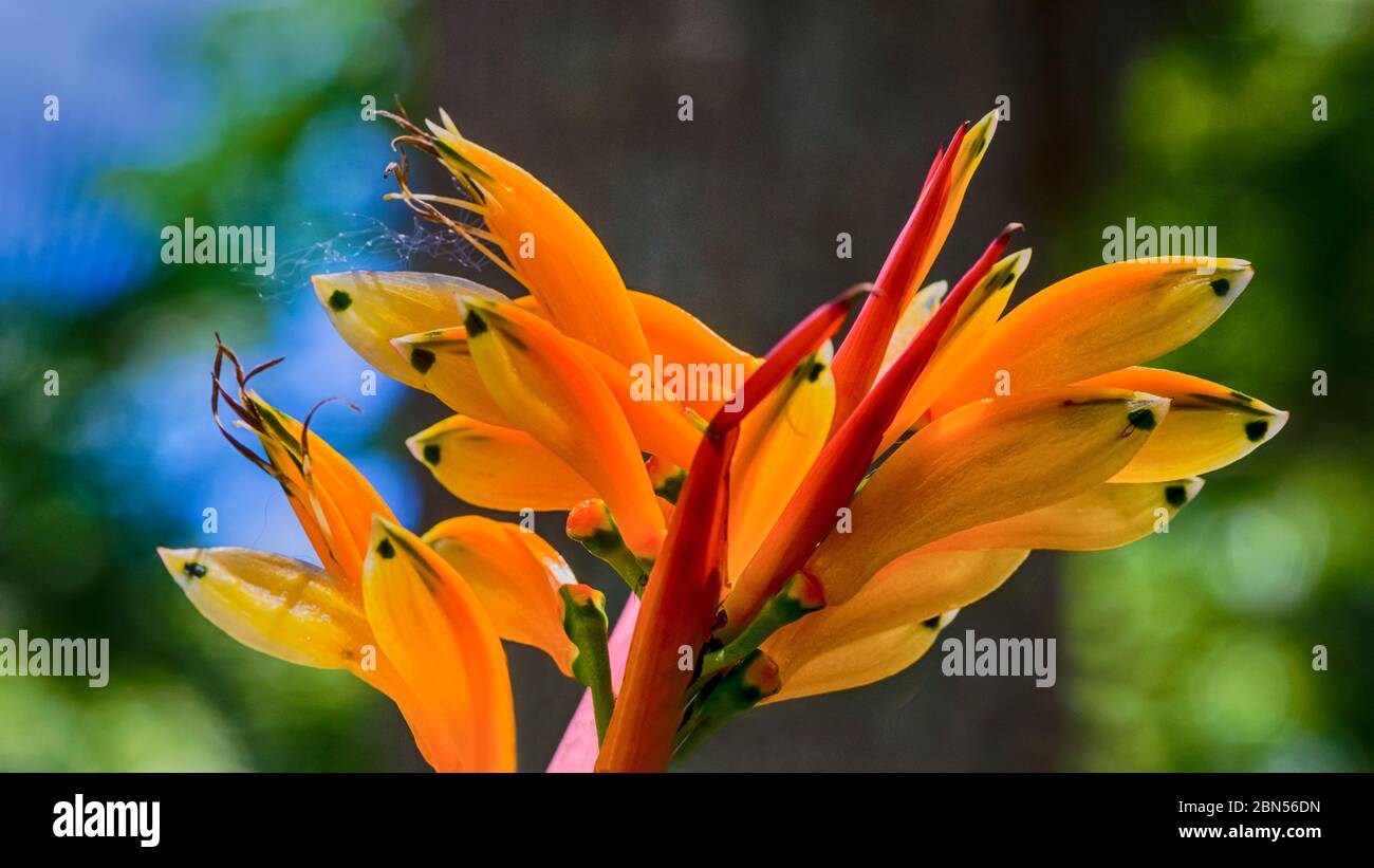 Fishes in the garden! Fishlike flowers blooming. Heliconia Psittacorum