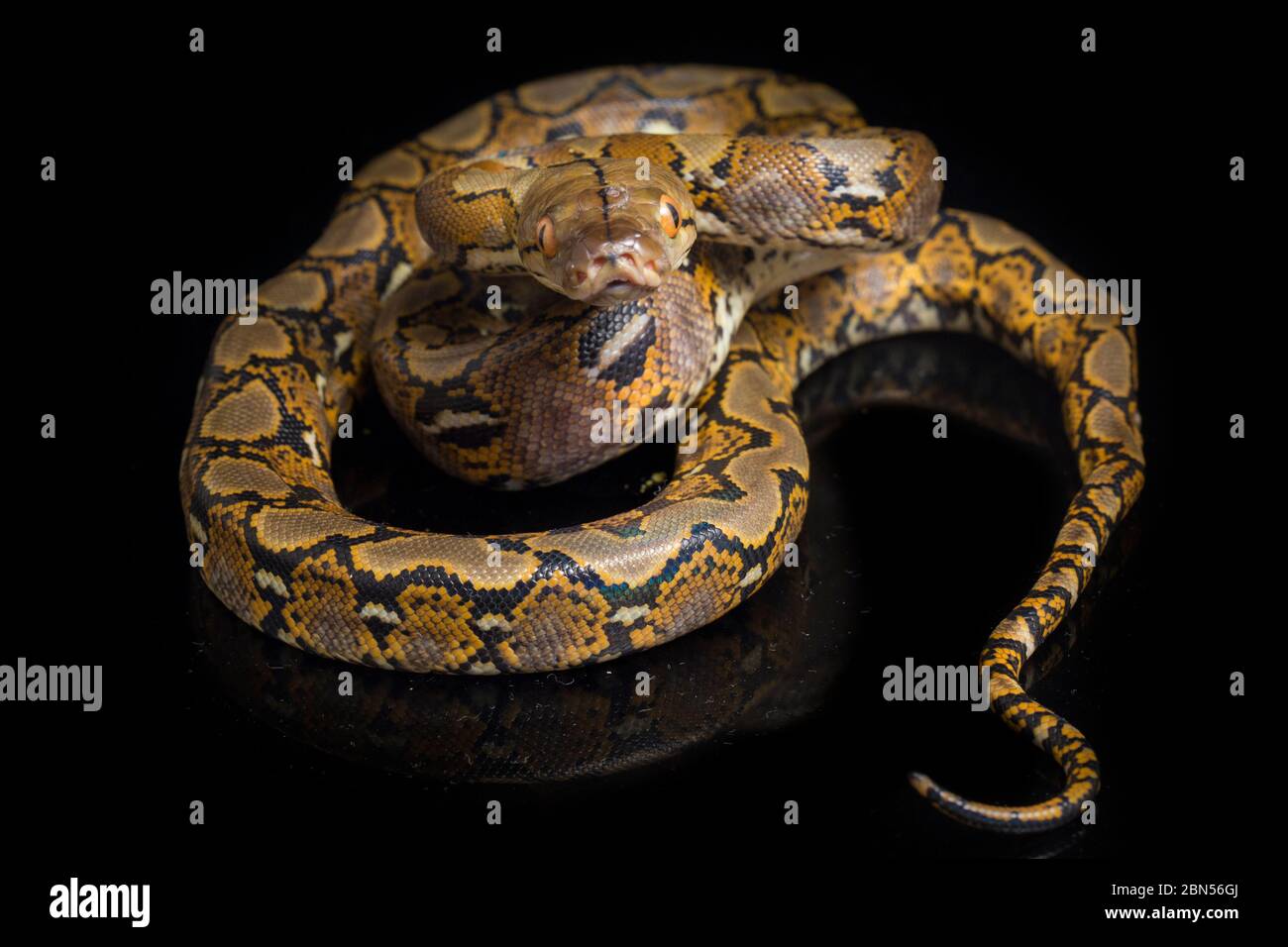 Reticulated Python (Python reticulatus) isolated on black background ...