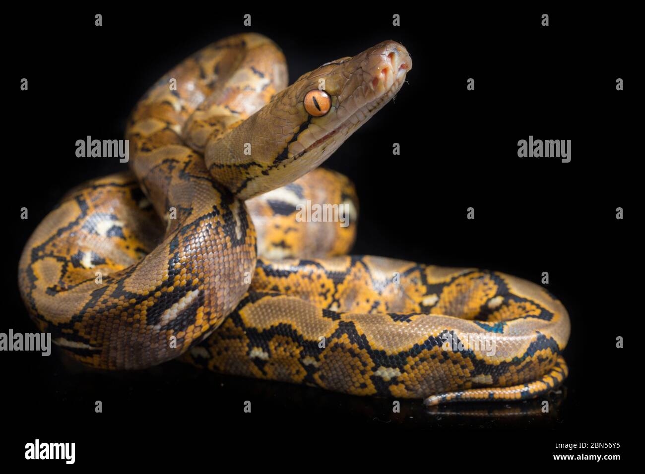 Reticulated Python (Python reticulatus) isolated on black background ...