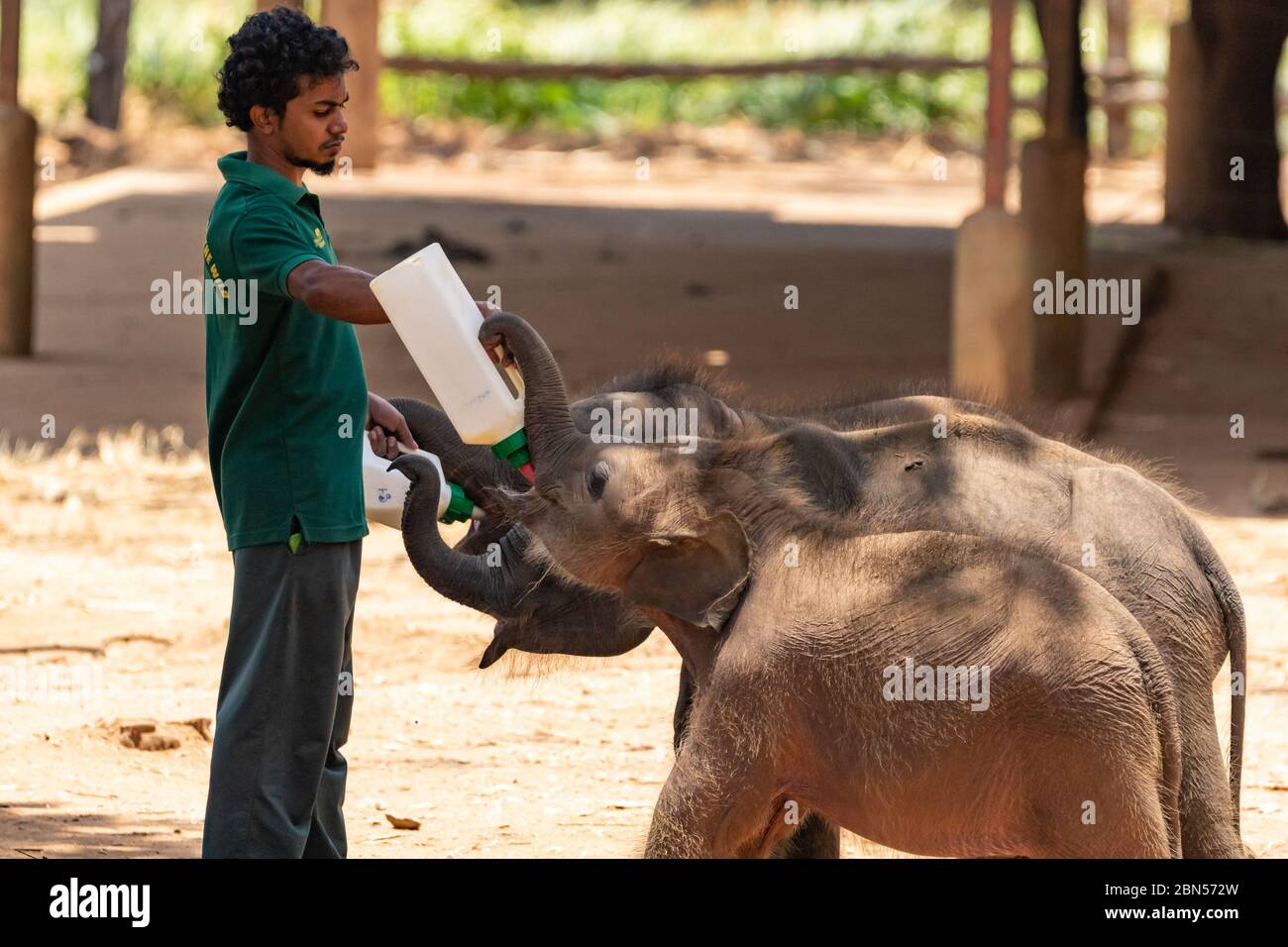 Keeper feeding baby elephants milk from a bottle at a sanctuary in a conservation concept Stock Photo