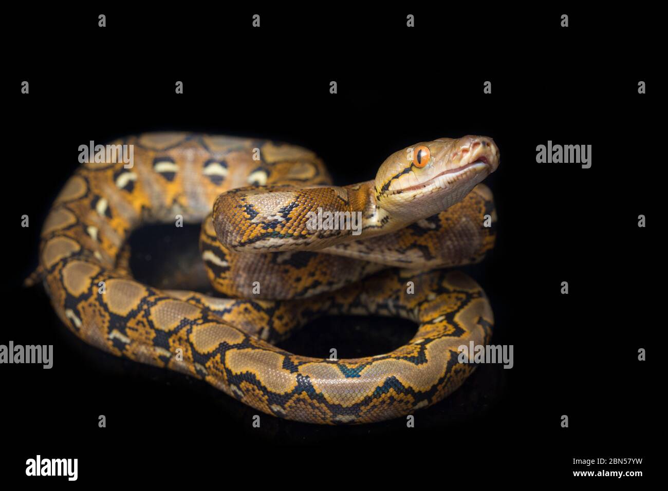 Reticulated Python (Python reticulatus) isolated on black background ...