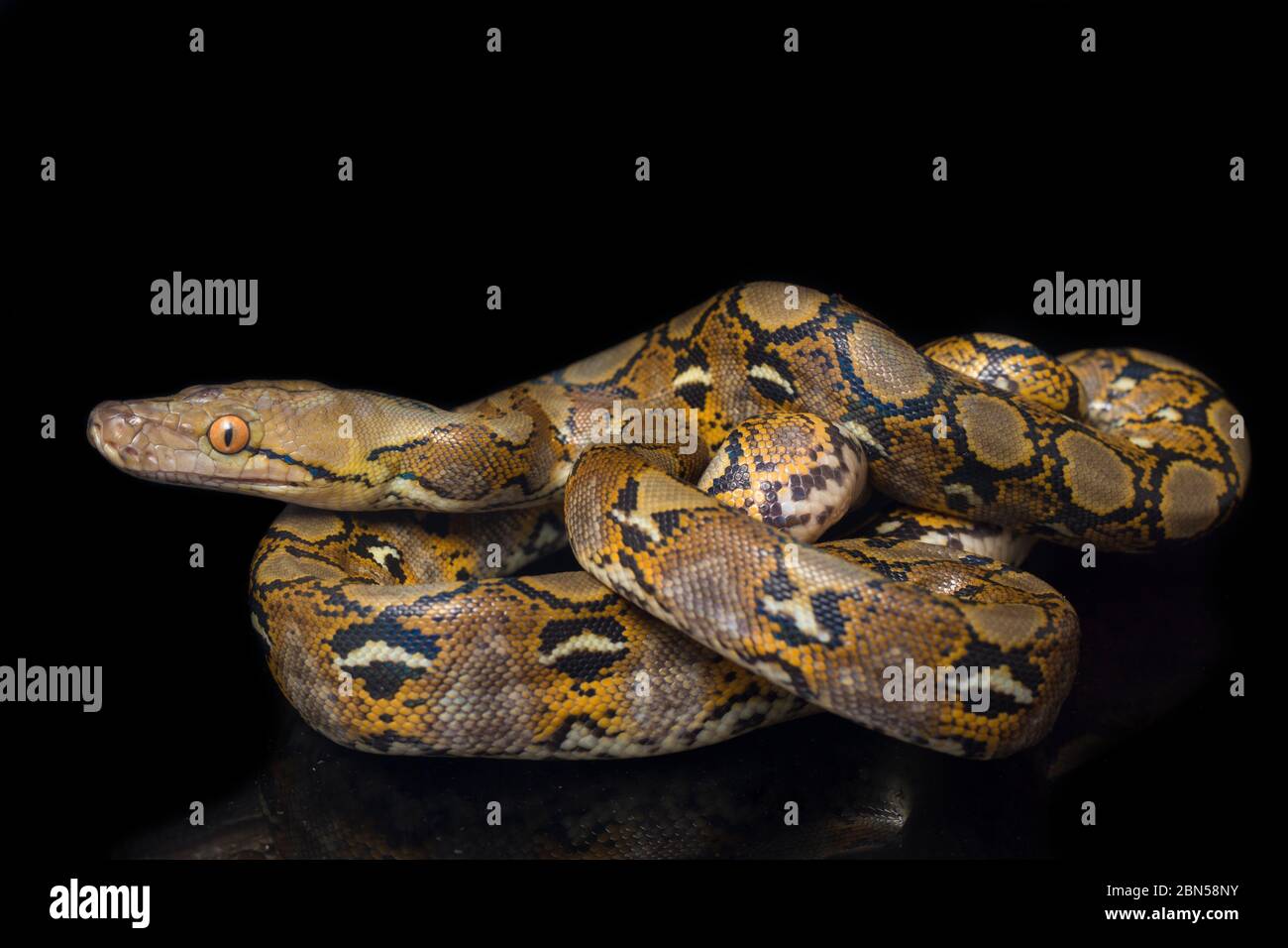 Reticulated Python (Python reticulatus) isolated on black background ...