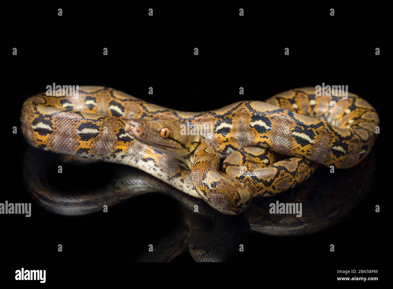 Reticulated Python (Python reticulatus) isolated on black background ...