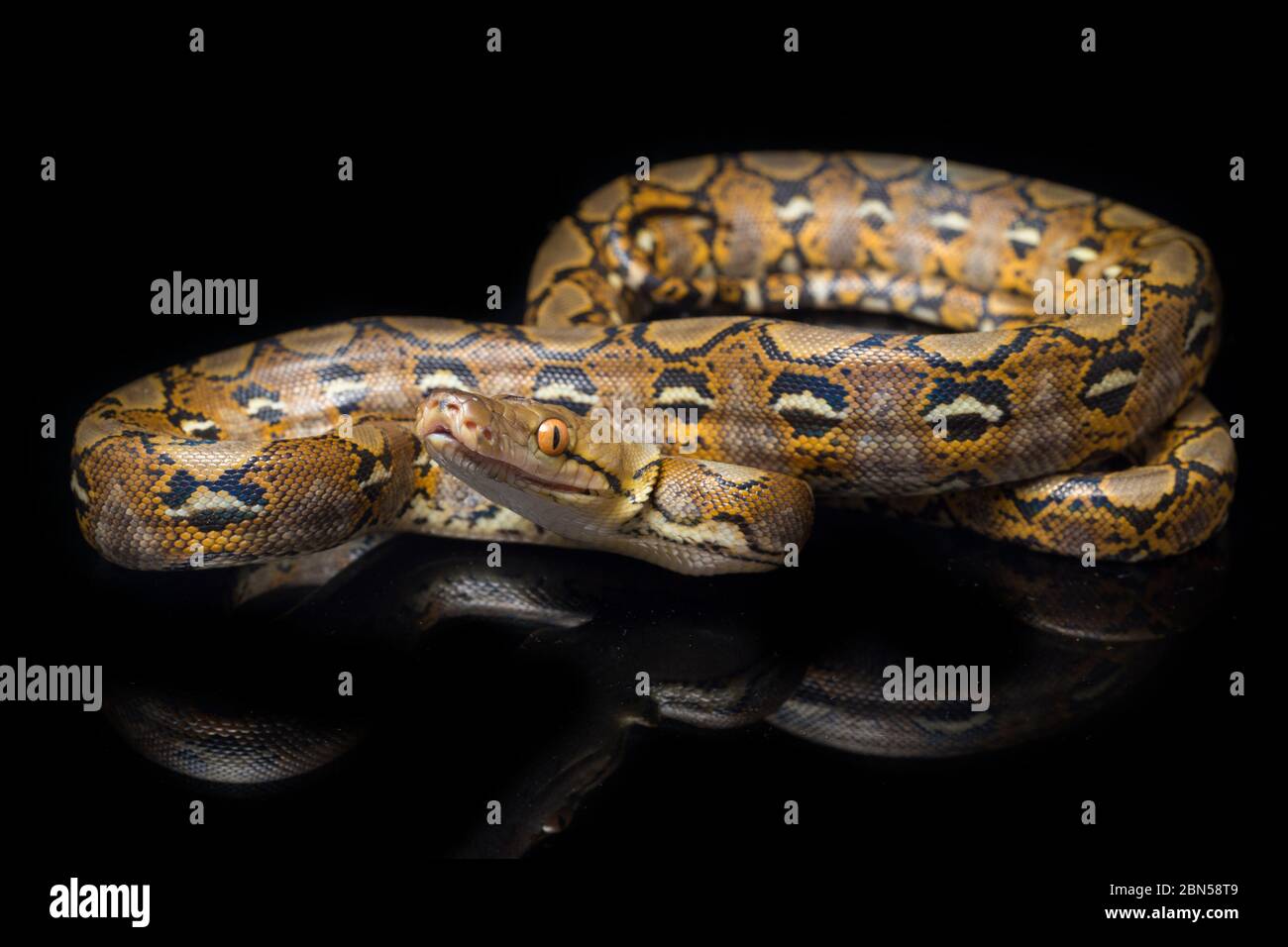 Reticulated Python (Python reticulatus) isolated on black background ...
