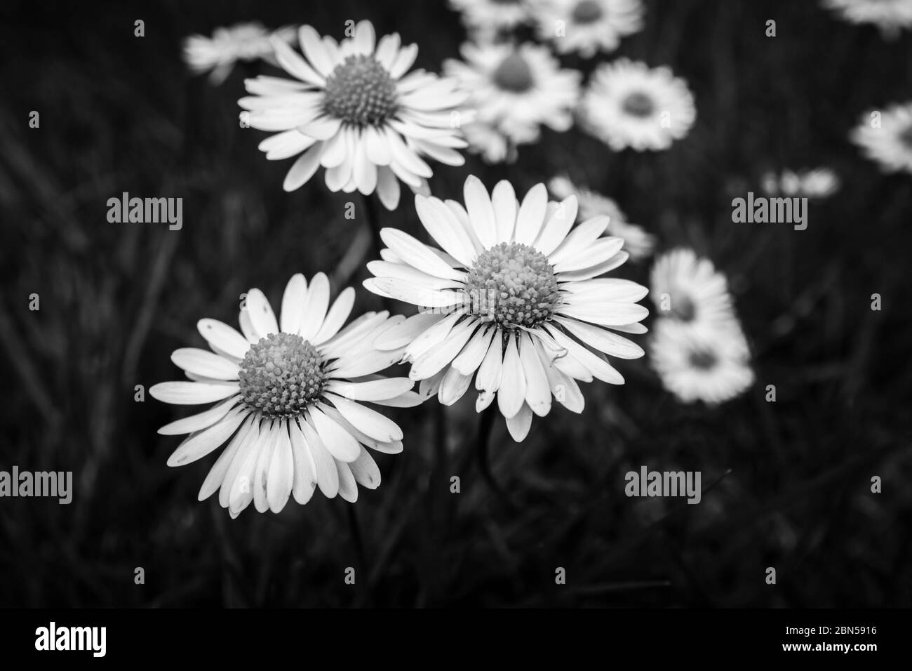 A clump of common daisies (Bellis perennis), a typical weed in a lawn in spring in Surrey, south-east England Stock Photo