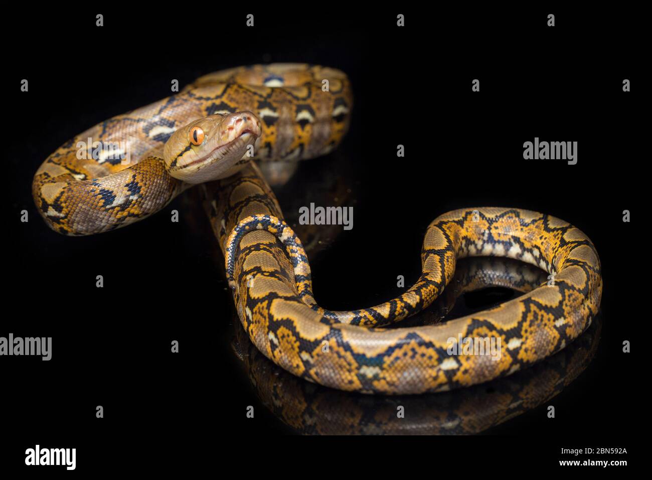 Reticulated Python (Python reticulatus) isolated on black background ...