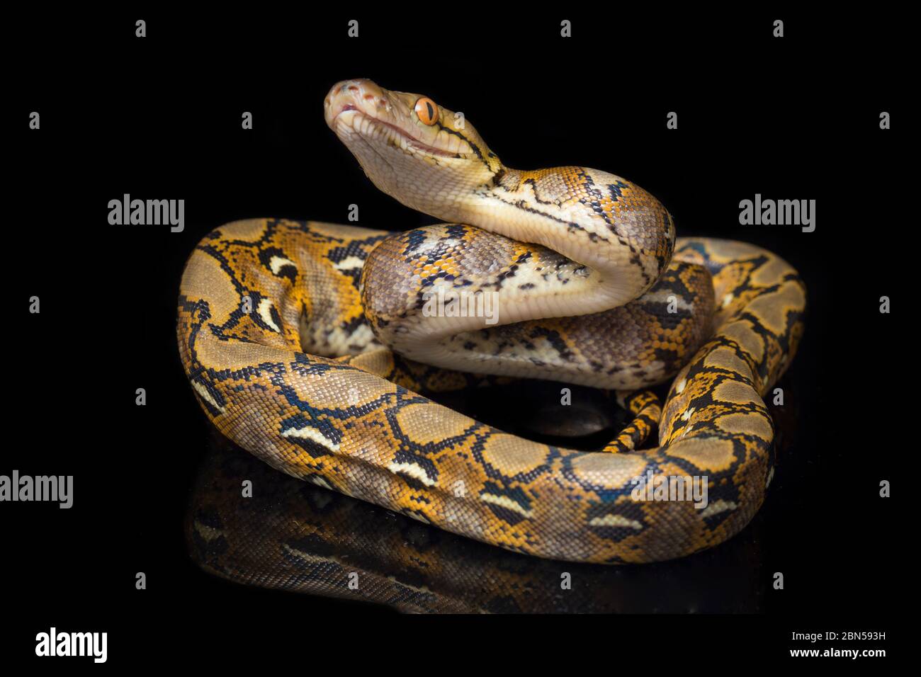 Reticulated Python (Python reticulatus) isolated on black background ...