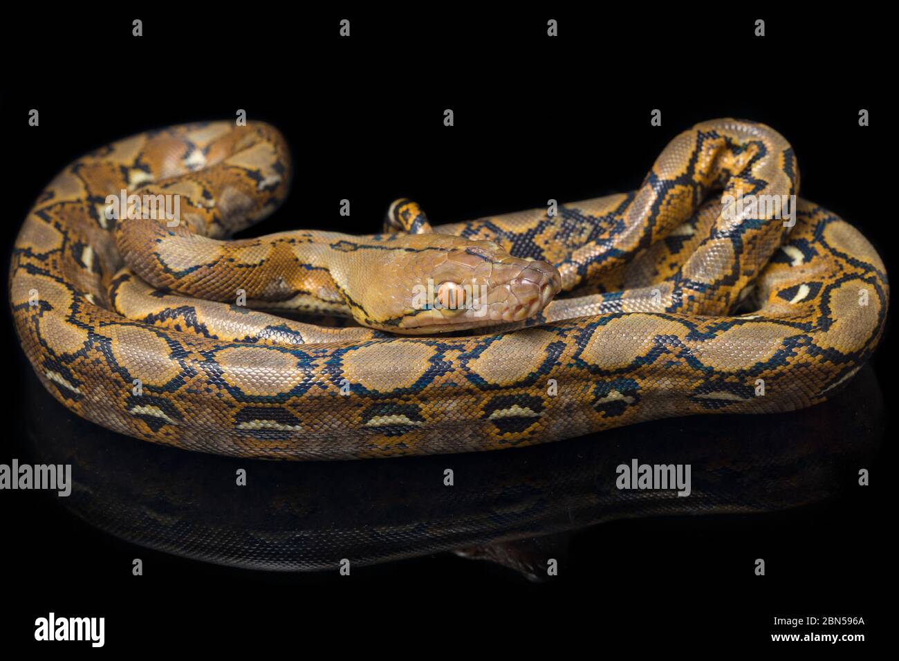 Reticulated Python (Python reticulatus) isolated on black background ...